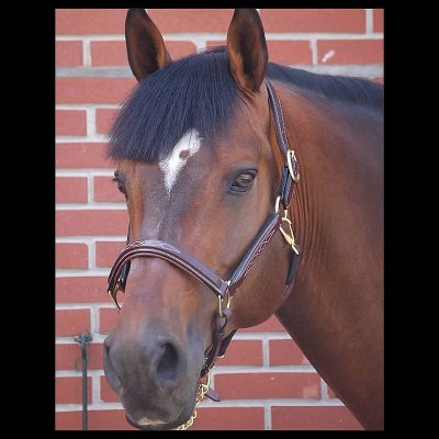 Dy'on Collection Fancy Headcollar