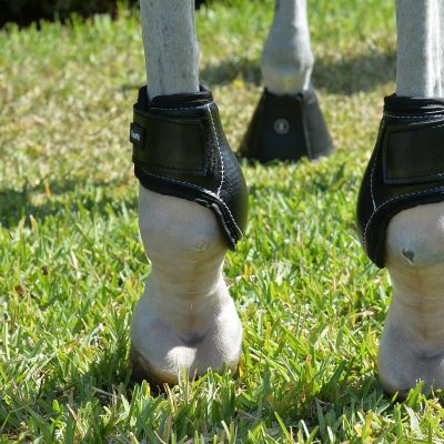 Equifit Young Horse Fetlock Boots