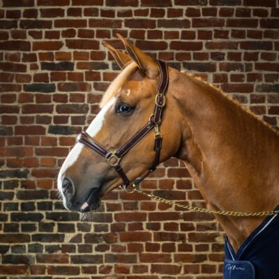 Dy'on Collection 2-in-1 Travel & Grooming Leather Headcollar