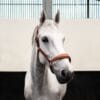 Butet Leather Headcollar