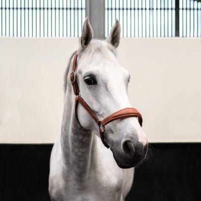 Butet Leather Headcollar