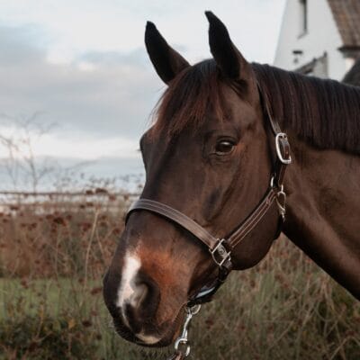 Dy'on Working US Leather Headcollar